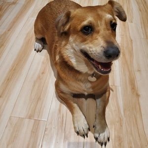 Meet your Posher, Bonnie